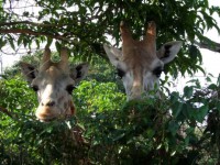 /album/fotos-afrika/sam-0226-small-jpg/